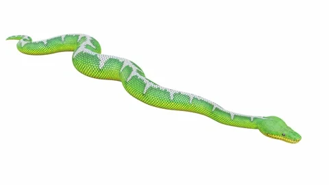 3d animation of Emerald Tree Boa Stock Footage 241258496