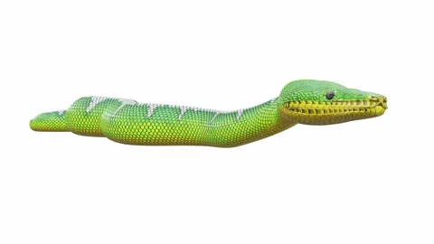 3d animation of Emerald Tree Boa Stock Footage 241258700