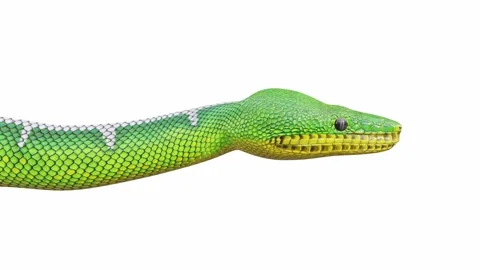 3d animation of Emerald Tree Boa Stock Footage 241259138