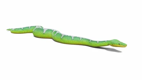3d animation of Emerald Tree Boa Stock Footage 241259616