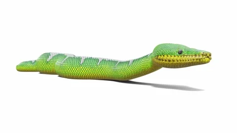 3d animation of Emerald Tree Boa Stock Footage 241259625