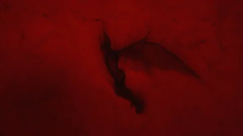 3d animation of an evil flying creature, built from particles Stock Footage 330280900
