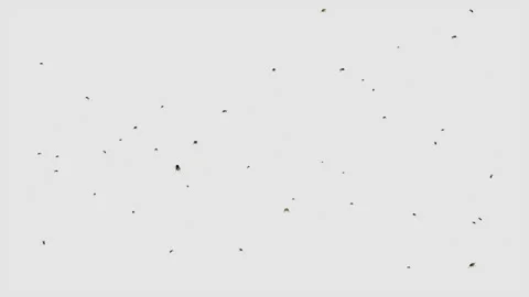 3D animation featuring a swarm of flies flying around over a alpha channel green Stock-Footage 241794811