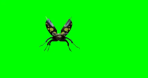 3d animation of the flight of a beetle on a green background. 3d render. Stock Footage 200960123