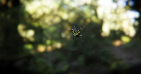 3d animation of the flight of a beetle insect. 3d render. Stock Footage 200960756
