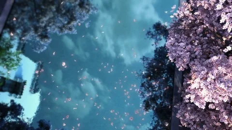 3d animation of flying petals over river Video stock 73536350