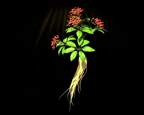 3D animation of ginseng flowering 動画素材 237995484