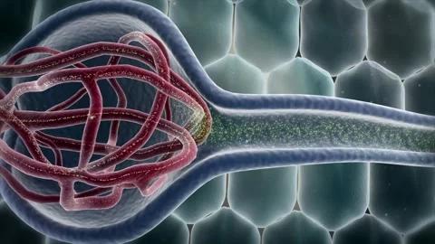 3D animation of glomerulus and kidney cells showing urine formation Stock Footage 345199534