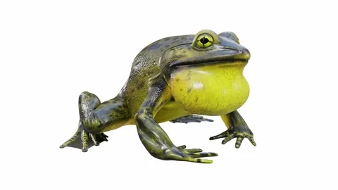 3d animation of Goliath Bullfrog Stock Footage 241260980