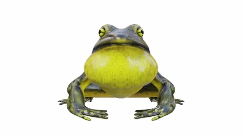 3d animation of Goliath Bullfrog Stock Footage 241260988