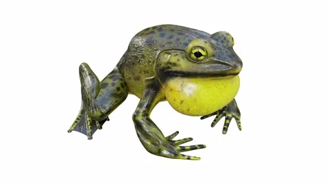 3d animation of Goliath Bullfrog Stock Footage 241260989