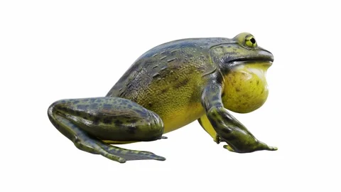 3d animation of Goliath Bullfrog Stock Footage 241260991