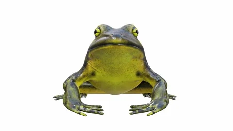 3d animation of Goliath Bullfrog Stock Footage 241261006