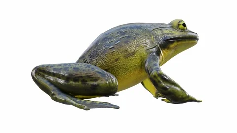 3d animation of Goliath Bullfrog Stock Footage 241261012