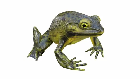 3d animation of Goliath Bullfrog Stock Footage 241261014