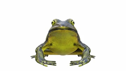 3d animation of Goliath Bullfrog Stock Footage 241261025