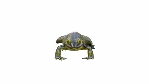 3d animation of Goliath Bullfrog Stock Footage 241261033