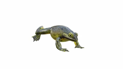 3d animation of Goliath Bullfrog Stock Footage 241261038