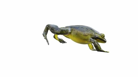 3d animation of Goliath Bullfrog Stock Footage 241261043