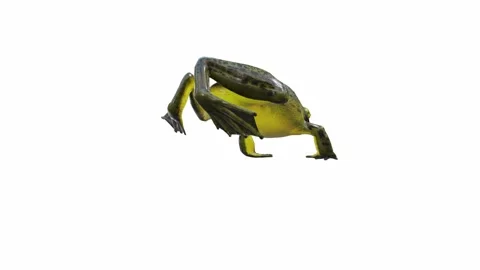 3d animation of Goliath Bullfrog Stock Footage 241261045