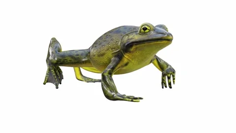 3d animation of Goliath Bullfrog Stock Footage 241261049