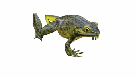 3d animation of Goliath Bullfrog Video stock 241261053