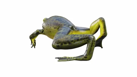 3d animation of Goliath Bullfrog Stock Footage 241261064