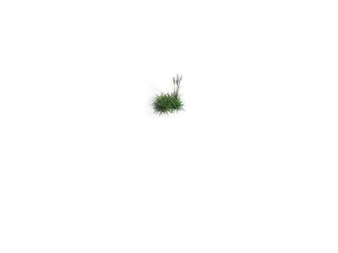 3D Animation of Grasses and Flowers Growing. Includes luma matte for isolation. Stock Footage 80357319