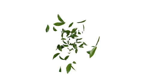 3D animation of green tea leaves flow with alpha layer Stock Footage