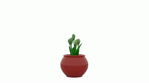 3d animation growing tulips in a pot Stock Footage 18190843
