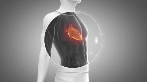 3D animation of  HEART anatomy in loop Stock Footage 51475825