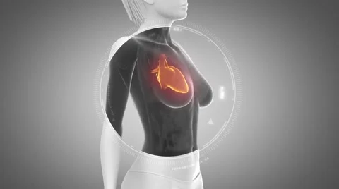 3D animation of  HEART anatomy in loop Stock Footage 51475827