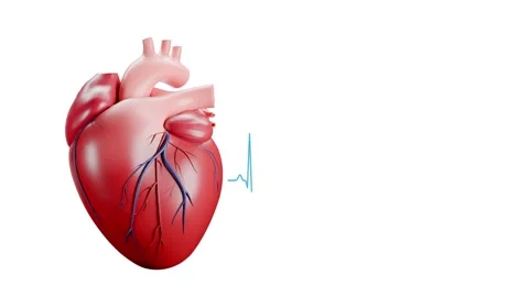 3D animation of a heartbeat Stock Footage 315138372