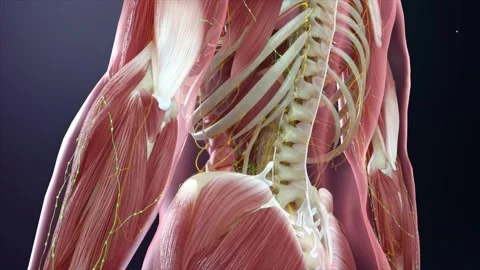 3D animation of human anatomy showcasing the whole body structure 스톡 동영상 344953346