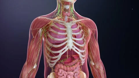 3D animation of human anatomy showcasing the complete body structure Vídeos de archivo 345102516