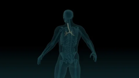 3d animation of human body x-ray scan with visible trachea and bronchi Stock Footage 122382872