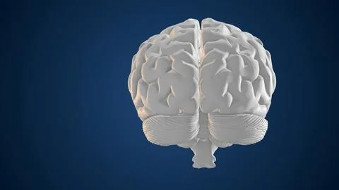 3D Animation of Human Brain Stock Illustration