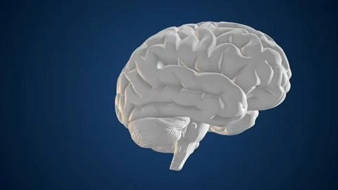 3D Animation of Human Brain Stock Illustration