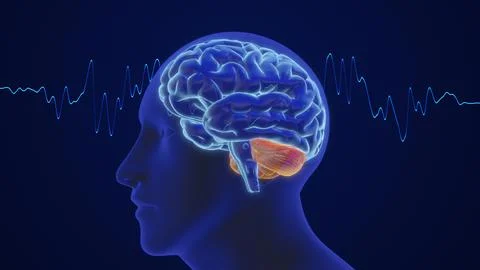 3D animation of the human brain intelligence and thinking with waves Stock Illustration