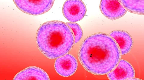 3D animation of human cells Under The Microscope Stock Footage 43800133