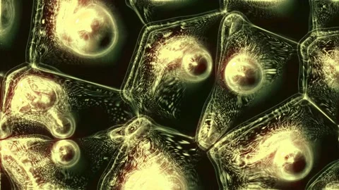 3D animation of human cells under a microscope Stock Footage 277163259