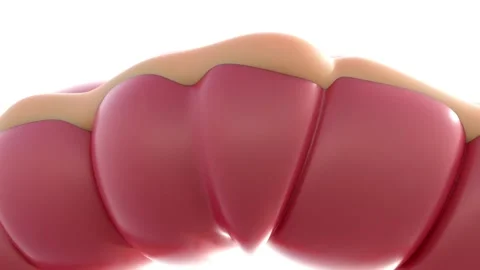 A 3D animation of the human colon or large intestine. Stock Footage 314408428