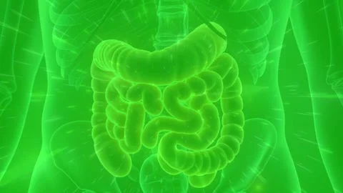 3D Animation of Human Digestive System and Intestines Stock Footage 341997280