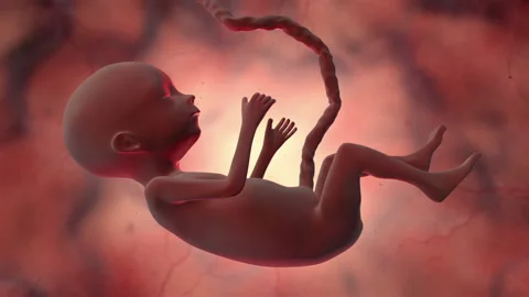 3d animation of a Human fetus inside a body Stock Footage 234284904