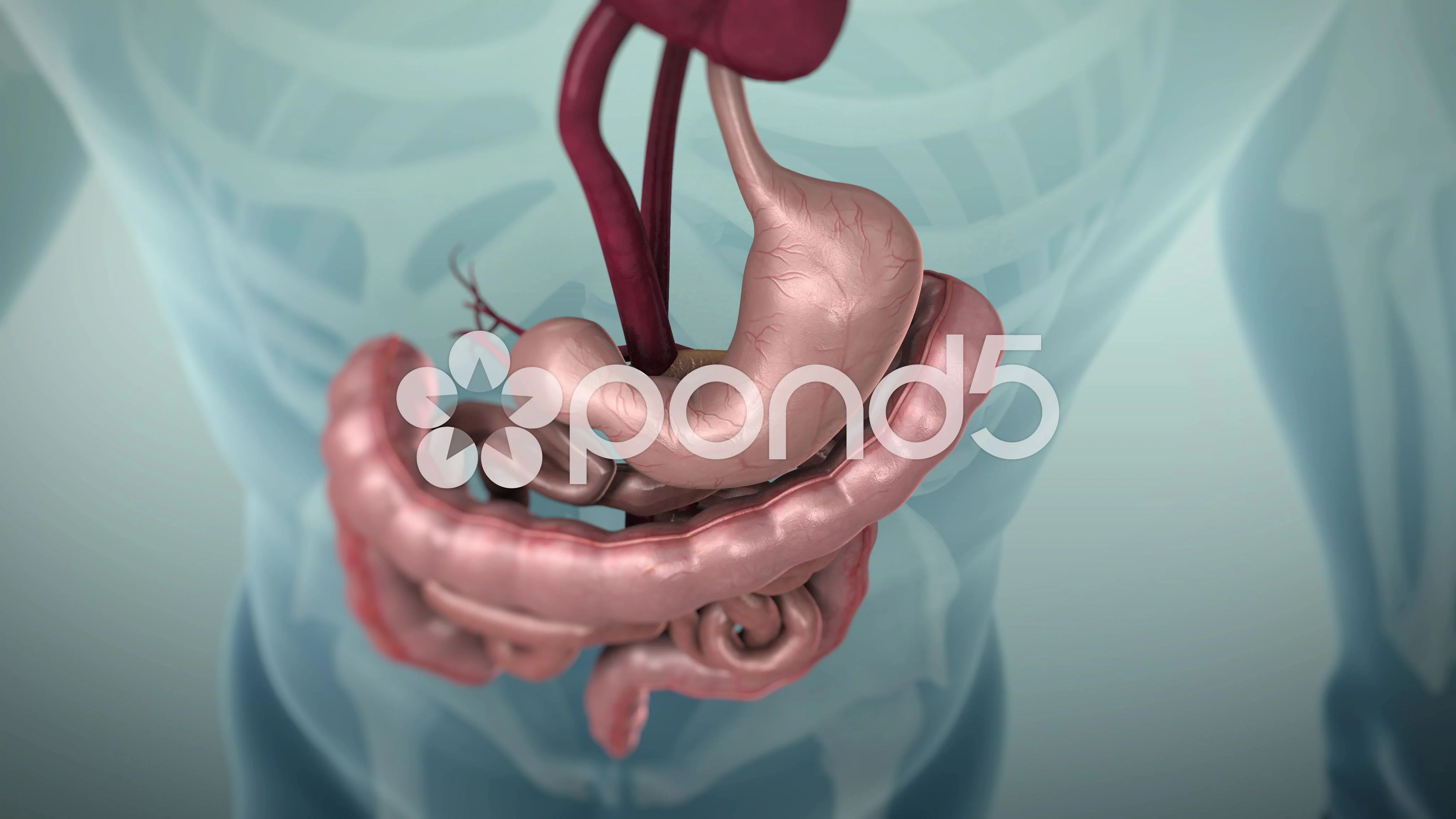 3D animation of the human gastrointestin... | Stock Video | Pond5