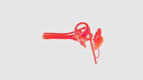 3D Animation of Human Inner Ear Structure Stock Footage 307021898