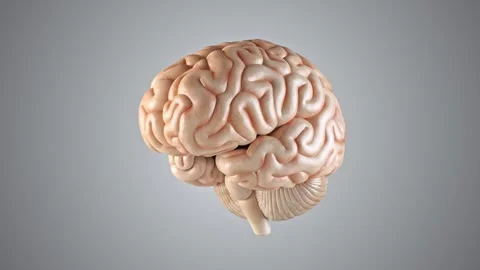 3d animation of human internal organ - brain. Video stock 282239824