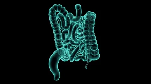 3d animation of human intestine x-ray Video stock 316201112