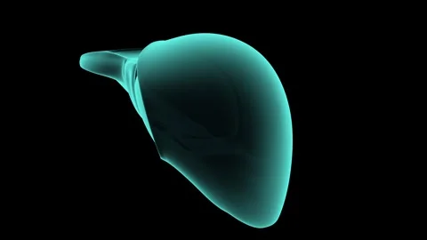3d animation of human liver x-ray seamless loop Video stock 316201023