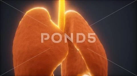 Photograph: 3d animation of human lungs 3d animation of human lungs ...